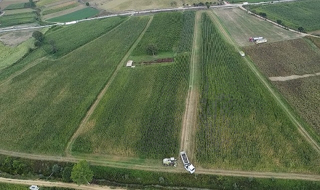Kocaeli’de mısır hasadı mesaisi sürüyor; 37 bin dekar mısır tarlası tarıma kazandırıldı