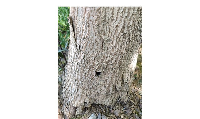 Kavacık’taki Hasta Ağaçlar Alandan Uzaklaştırılacak