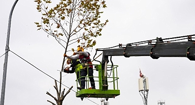 Maltepe’de budama zamanı